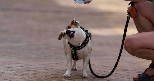 La Nación / ¡Alerta por ola de calor! Cómo cuidar a las mascotas de las altas temperaturas