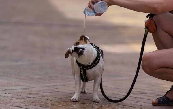 ¡Alerta por ola de calor! Cómo cuidar a las mascotas de las altas temperaturas – Prensa 5