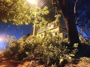 Denuncian que ANDE “masacró” árboles y dejó las ramas frente a residencias - Nacionales - ABC Color