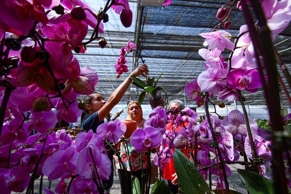Diario HOY | Flori Feria culmina hoy con las más bellas orquídeas y plantas