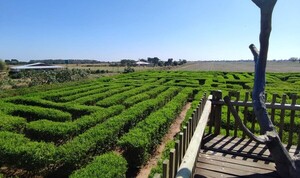 El Laberinto Vegetal de Filadelfia: Un atractivo turístico imperdible