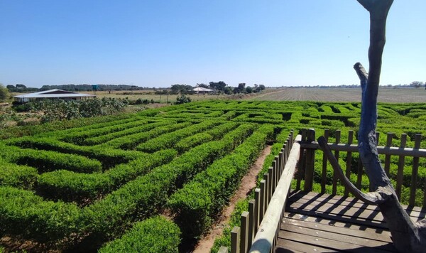 El Laberinto Vegetal de Filadelfia: Un atractivo turístico imperdible