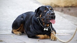 Bozal, correa y licencia: ¿Qué más propone la ley de perros peligrosos?