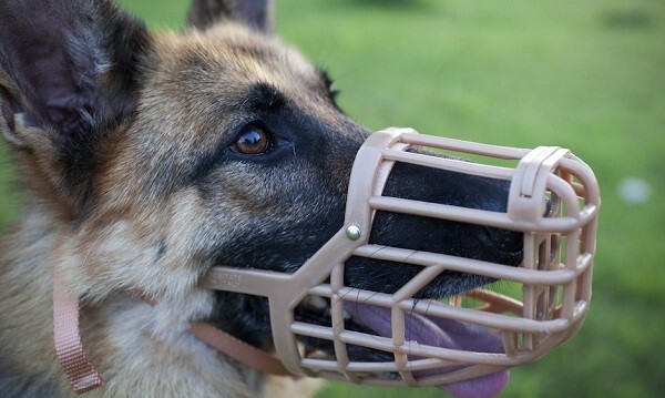 Nueva ley de “perros peligrosos” plantea bozal y licencia