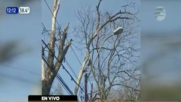 Rama seca de un árbol cae sobre delivery en San Lorenzo - Noticias Paraguay