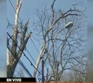 Árbol cae sobre delivery y lo deja gravemente herido - Paraguay.com