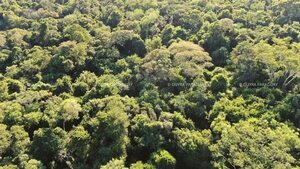 Créditos de carbono: dos proyectos exitosos que protegen bosques en Paraguay - Nacionales - ABC Color