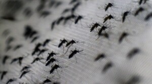 Diario HOY | El dengue avanza: notificaciones aumentan en 8 departamentos
