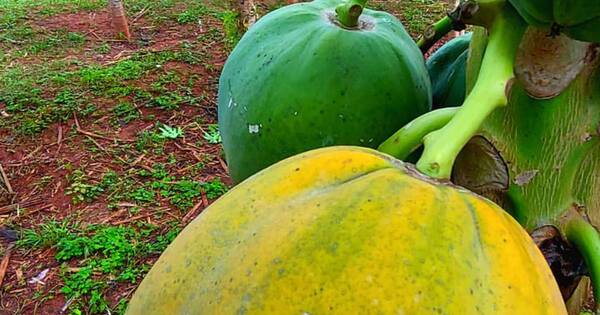 La Nación / Esta es la fruta refrescante que ayuda a proteger el corazón