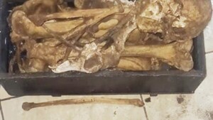 Nena encontró una calavera en ropero viejo de su casa