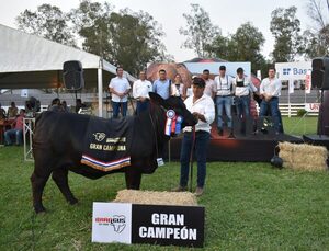 Herrera Agrocomercial y Pulso se quedaron con las Grandes Campeones Brangus