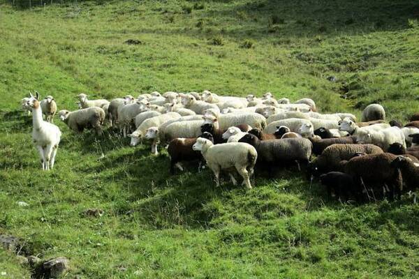 Ovejas le bajaron 100 kilos de “merca” por escasez de pasto, ndajeko