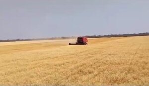 Gracias a la tecnología, cosechan trigo en un lugar impensable, en Alto Chaco - Nacionales - ABC Color