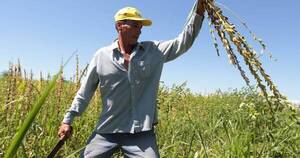 La Nación / Apuntan a generar diversidad genética en rubros como el sésamo y el algodón