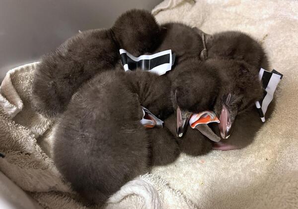 Diario HOY | Una misteriosa enfermedad mortal está liquidando pingüinos en Nueva Zelanda