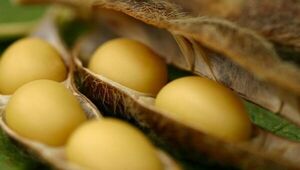 Ingresos por exportación de soja suman US$ 3.457 millones (Arrancó campaña 2023/24 y esperan cosechar más de 10 millones de tn)