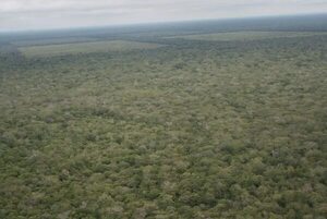 Critican proyecto de ley que podría crear “crédito de carbono basura” - Nacionales - ABC Color