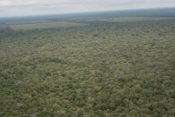Critican proyecto de ley que podría crear “crédito de carbono basura” - Nacionales - ABC Color