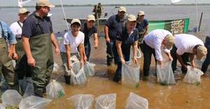 Yacyretá siembra 2.500 juveniles de pacú en el río Paraguay
