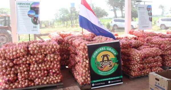 Producción de cebollas de calidad es posible apostando a la tecnificación de las fincas