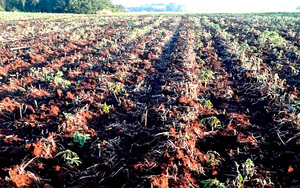Pequeños agricultores de Ñacunday cultivan 100 hectáreas de mandioca - La Clave