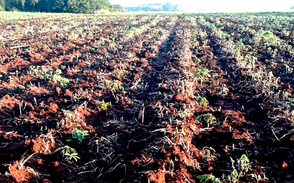 Pequeños agricultores de Ñacunday cultivan 100 hectáreas de mandioca - La Clave