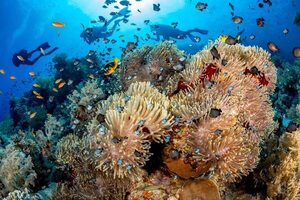Muerte masiva de erizos  pone en peligro a los corales del mar Rojo - Ciencia - ABC Color