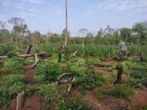 Destruyen 14 hectáreas de marihuana halladas en comunidad indígena de Cerro Corá - El Independiente