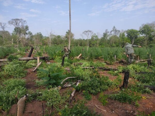 Destruyen 14 hectáreas de marihuana halladas en comunidad indígena de Cerro Corá