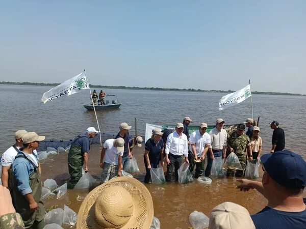 Siembran 2.500 alevines de pacú juvenil en el río Paraguay - Nacionales - ABC Color
