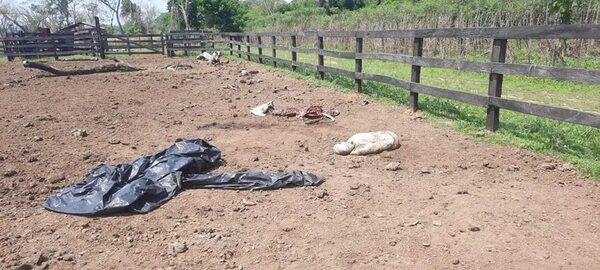 Itacurubí del Rosario: abigeos tomaron de rehén a un capataz y faenaron una vaquilla - Policiales - ABC Color
