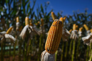 Brasil puede desbancar definitivamente a EE.UU. como mayor exportador mundial de maíz - MarketData