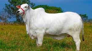 Vaca paraguaya Nelore de Cabaña Unión se vendió en US$ 30.000 en un remate en Bolivia