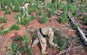 Operativo Basalto II permitió la destrucción de 14 hectáreas de marihuana en Amambay
