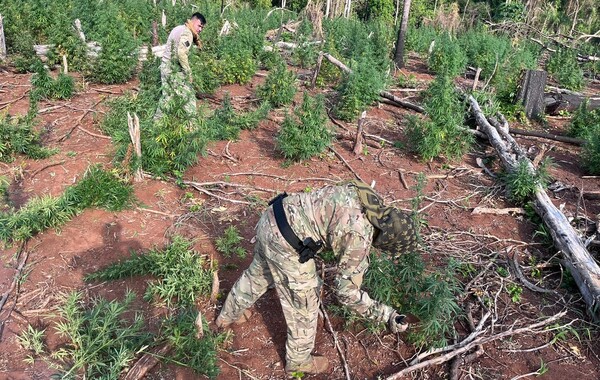 Operativo Basalto II permitió la destrucción de 14 hectáreas de marihuana en Amambay