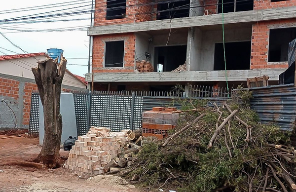 Comuna sanciona poda de árbol sin autorización - La Clave