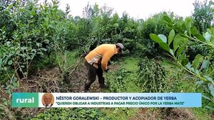 Video: “Quieren forzar a industrias a pagar precio único por la yerba mate” - ABC Rural - ABC Color