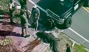 Cazaron un cocodrilo que se había comido a una mujer y se paseaba por las calles