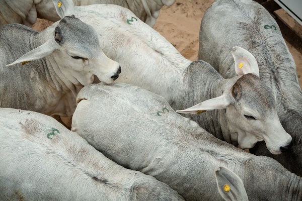 Hoy martes se rematan reproductores Brahman de Campo y Corral