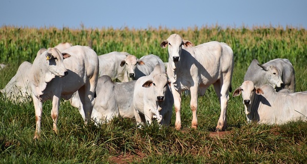 Estrategias nutricionales para aumentar la eficiencia productiva en el campo