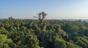 Diario HOY | Hay solo 85 guardaparques para 3,5 millones de hectáreas de bosques