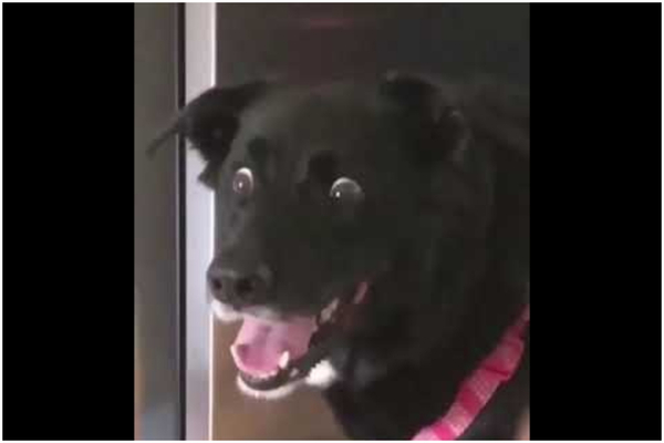 Diario HOY | VIDEO| Grupo de jóvenes en Alemania exige ser reconocido como "perros"