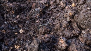 Lombrices de tierra contribuyen al 6,5% de la producción mundial de cereales