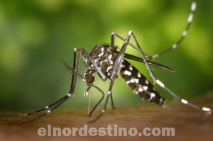 Guerra al Dengue y a la Chikungunya: El calor no se va, por eso te contamos Cuál es la mejor técnica para matar mosquitos - El Nordestino