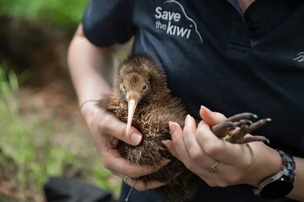 ¿Pájaro extraño? ¡Nueva Zelanda ama a sus kiwis! - Ciencia - ABC Color