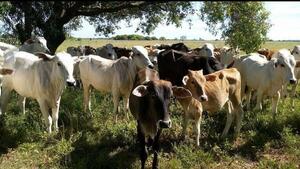 Destacan inversión y producción ganadera en Misiones