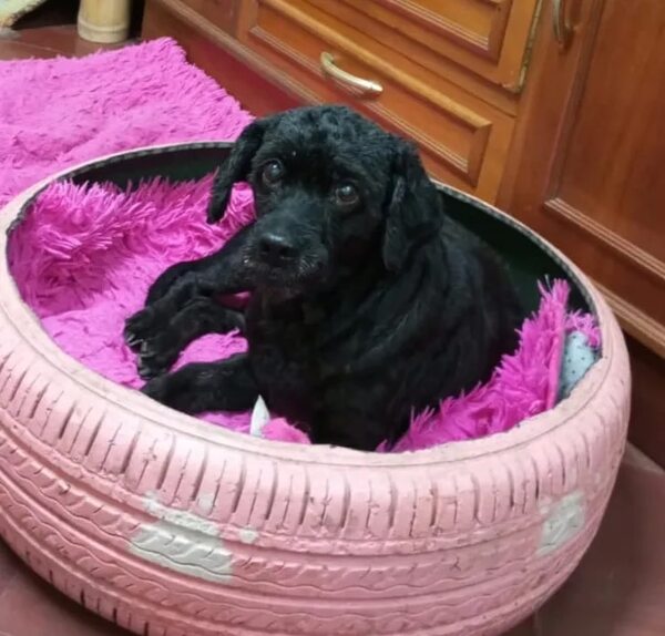 Fifi - Encontrá a tu mascota - ABC Color