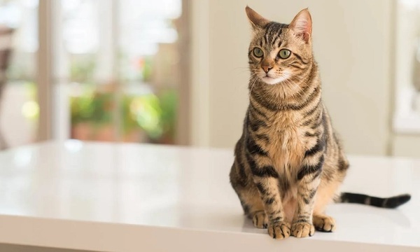 El cuidado del gato ante el calor | Telefuturo