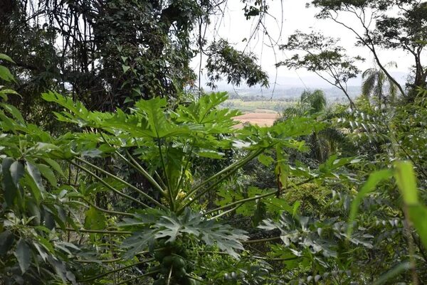 Tavai: agua, fauna y flora exuberante para disfrutar de la naturaleza - Nacionales - ABC Color