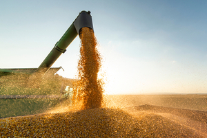 Precios internacionales de la soja y el maíz presentan tendencia bajista